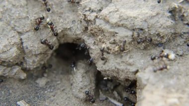 Karıncaların kolonilerine yararına çalışmak