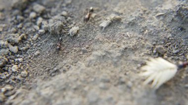 Karıncaların kolonilerine yararına çalışmak