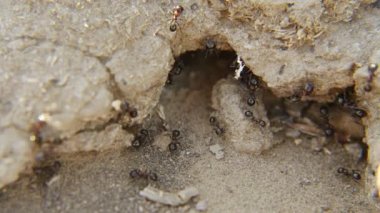 Karıncaların kolonilerine yararına çalışmak