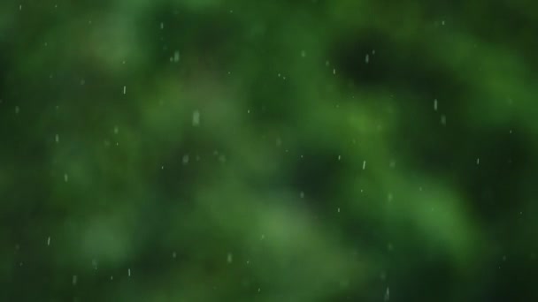 Vista de las hojas verdes de los árboles bajo la lluvia — Vídeos de Stock