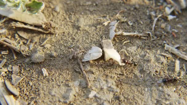 Ants work for the benefit of their colony — Stock Video