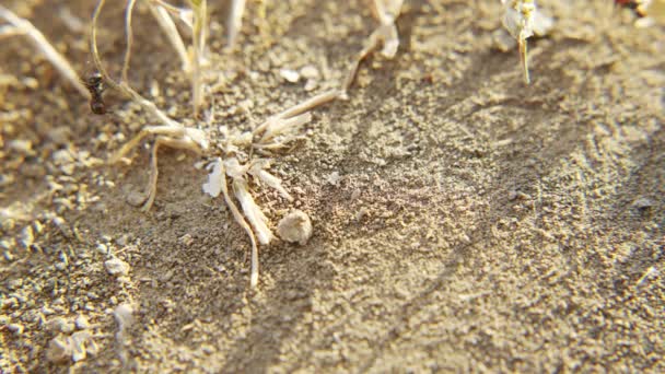 Las hormigas trabajan para el beneficio de su colonia — Vídeos de Stock