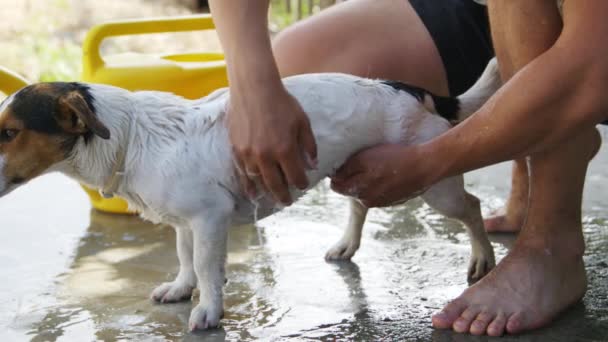 Hombre lavando su perro raza Jack Russell Terrier al aire libre — Vídeo de stock