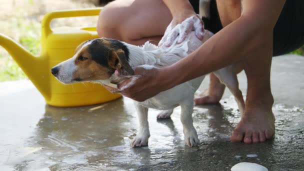 Homem lavando sua raça cão Jack Russell Terrier ao ar livre — Vídeo de Stock