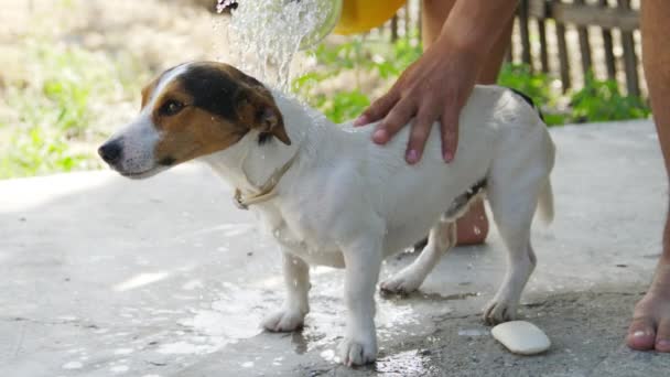 Hombre lavando su perro raza Jack Russell Terrier al aire libre — Vídeos de Stock