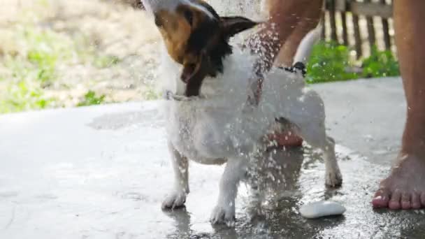 Hombre lavando su perro raza Jack Russell Terrier al aire libre — Vídeo de stock