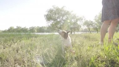 Jack russell suyu, yavaş hareket sallayarak