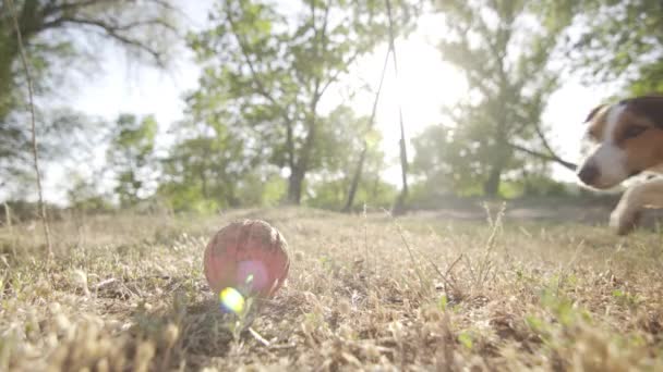 Джек Рассел терьер хватает зубы оранжевый шар игрушка — стоковое видео