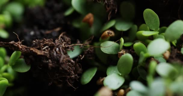 Friss magról nevelt növények, csíráztatott egész föld — Stock videók