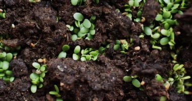 taze fidan dünya filiz