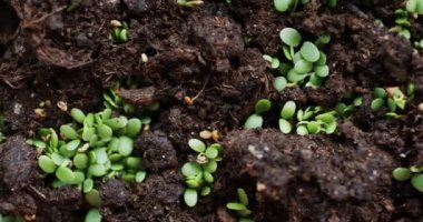 Makro çekim taze fidan dünya filiz slayt