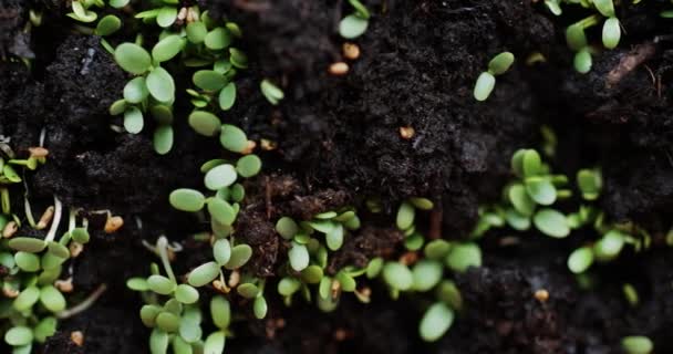 Plantules fraîches germées dans toute la terre — Video