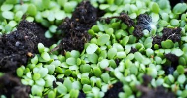 taze fidan dünya filiz