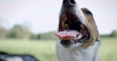 Çimlerin üzerindeki köpek