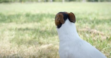 Çimlerin üzerindeki köpek