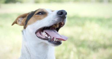 Çimlerin üzerindeki köpek