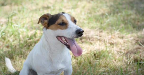 Hond op het gras — Stockvideo