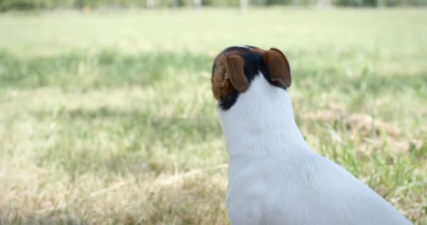Hund på gräset — Stockvideo