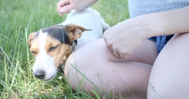 Жінка з собакою на траві — стокове відео