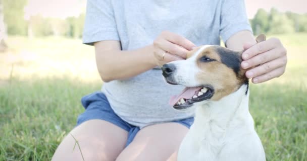 Wanita dengan anjingnya di rumput — Stok Video