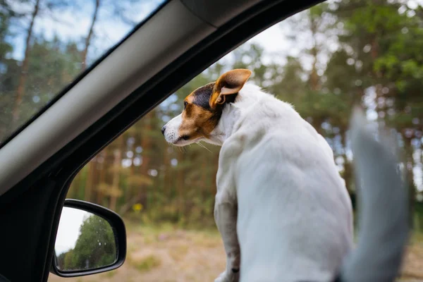 Chien drôle Jack Russell Terrier regarde par la fenêtre de la voiture. Voyage sur une journée d'été ensoleillée . — Photo