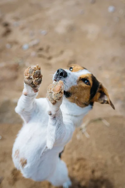 おかしい犬のジャック ラッセル テリアは後ろ足で砂の上は、何を頼みます。頂上からの眺め. — ストック写真