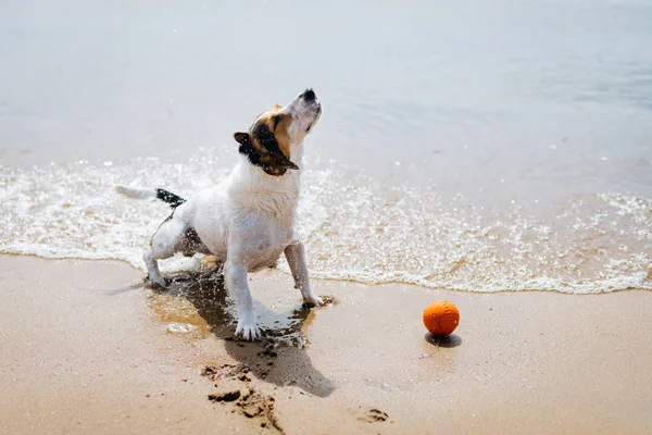 Lustiger Hund Jack Russell Terrier steigt aus dem Wasser und schüttelt sich am Sandstrand. — Stockfoto