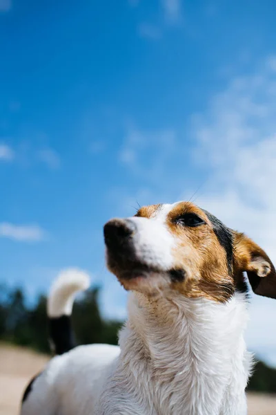 Lustiger Hund Jack Russell Terrier an einem Sandstrand, der in die Ferne blickt. von unten. Stockfoto