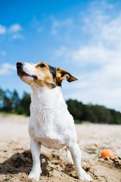 Lustiger Hund Jack Russell Terrier an einem Sandstrand, der in die Ferne blickt. von unten. Stockbild
