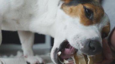 Köpek yatıyor ve köpekler kemik ısırıkları