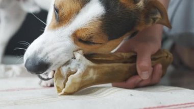 Köpek yatıyor ve köpekler kemik ısırıkları