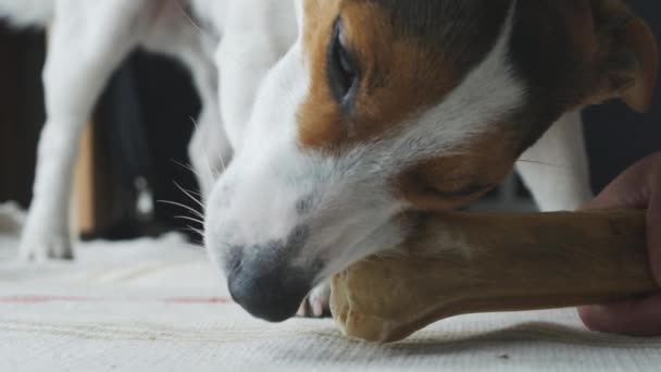 Hond ligt en bijt de honden bot — Stockvideo