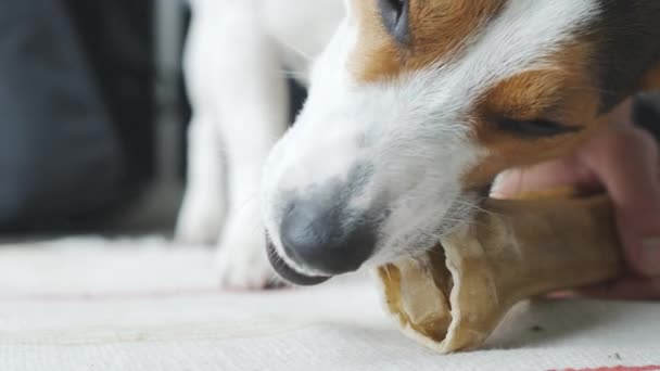 Dog Lies Floor Bites Dogs Bone — Stock Video