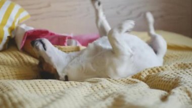 Köpek takla yatakta