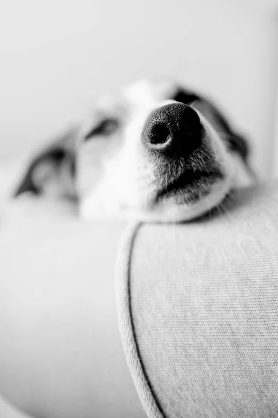 Dog sleeping with his head on woman foot — Stock Photo, Image