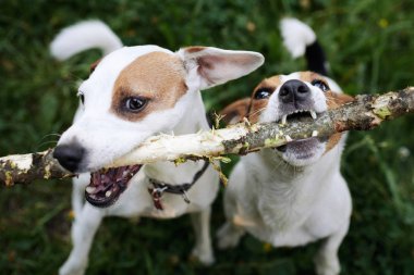 Jack russells fight over stick clipart