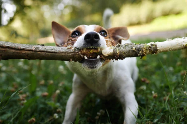 Jack russell strijd over stok — Stockfoto