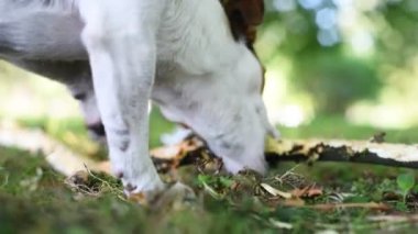 Jack russell mücadele sopa ile