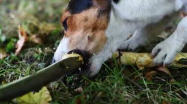 Jack russell mücadele sopa ile
