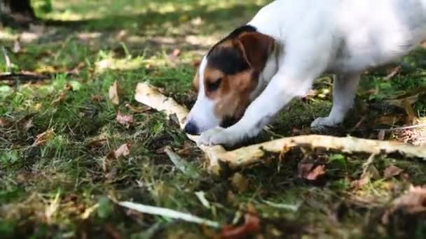 Jack russell kamp med pinne — Stockvideo