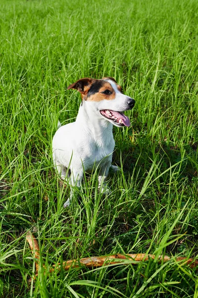 Adorable chien respirant abondamment sur l'herbe — Photo