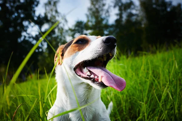Adorable perro respirando pesadamente en la hierba — Foto de Stock