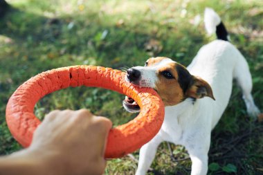 Köpekle oynamayı kırpma el