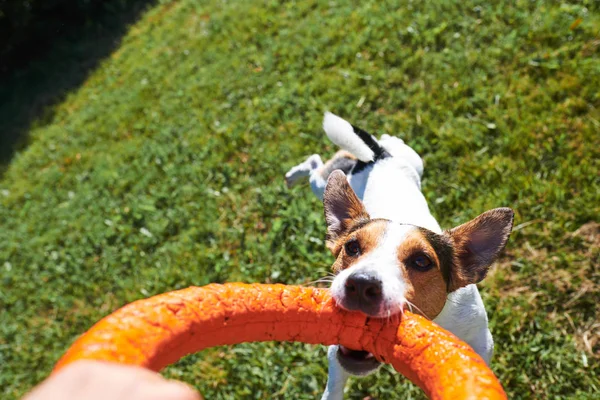 Crop main jouer avec le chien — Photo