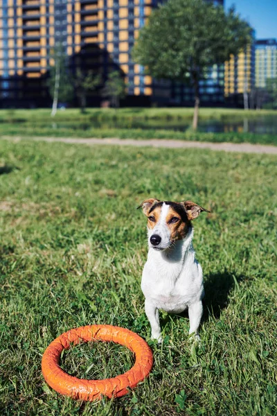 Adorable perro con juguete en la hierba — Foto de Stock