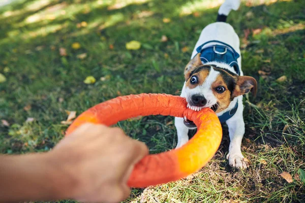 Cortar la mano jugando con el perro — Foto de Stock