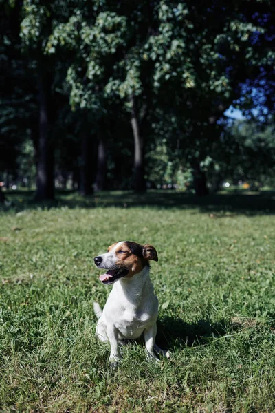 Cão engraçado sentado no parque — Fotografia de Stock