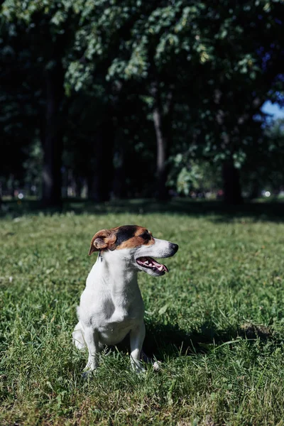 Забавная собака сидит в парке — стоковое фото