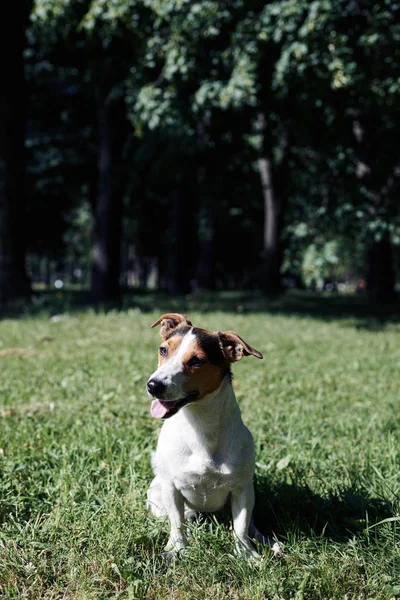 Забавная собака сидит в парке — стоковое фото
