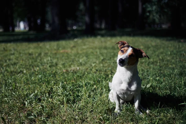 Cute dog sitting on lawn — Stock Photo, Image